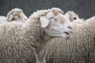  Ρέθυμνο: Έριξαν νεκρό πρόβατο μέσα σε ρέμα! - ΦΩΤΟ