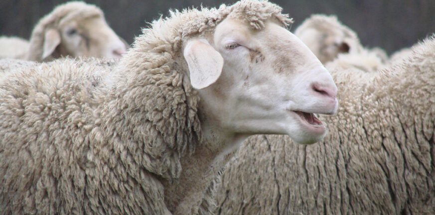  Ρέθυμνο: Έριξαν νεκρό πρόβατο μέσα σε ρέμα! - ΦΩΤΟ