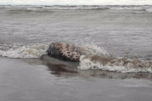 Κλιματική αλλαγή: Τουλάχιστον 2.500 φώκιες βρέθηκαν νεκρές σε όχθες της Κασπίας Θάλασσας