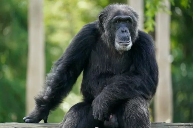 Σουηδία: Θανατώθηκαν  χιμπατζήδες - Δραπέτευσαν από τον περίβολό τους σε ζωολογικό κήπο 