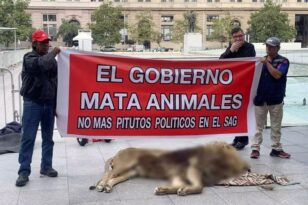 Χιλή: Διαμαρτυρία με νεκρό λιοντάρι μπροστά από το προεδρικό μέγαρο ΒΙΝΤΕΟ