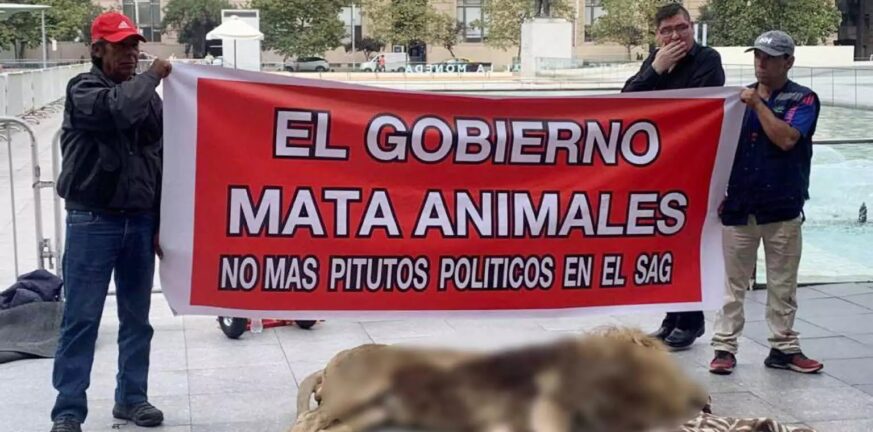 Χιλή: Διαμαρτυρία με νεκρό λιοντάρι μπροστά από το προεδρικό μέγαρο ΒΙΝΤΕΟ