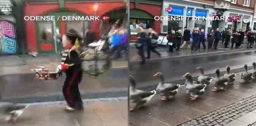 Δανία: Χήνες κάνουν.. παρέλαση σε κεντρικό δρόμο υπό τους ήχους εμβατηρίων - ΒΙΝΤΕΟ