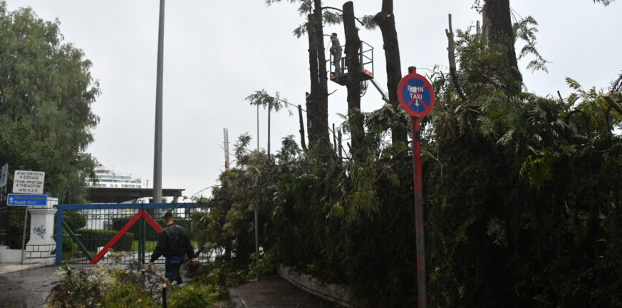 Πάτρα: Κλαδεύονται τα δέντρα στην Ηρώων Πολυτεχνείου στις 29 Ιανουαρίου