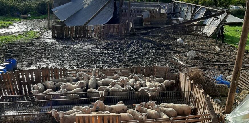Μεσολόγγι: Μεγάλες ζημιές σε κτηνοτροφική μονάδα από ανεμοστρόβιλο - ΦΩΤΟ