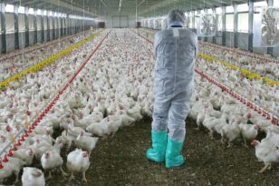 Τσεχία: Φάρμα θα θανατώσει 220.000 πουλερικά - Σε έξαρση η γρίπη των πτηνών