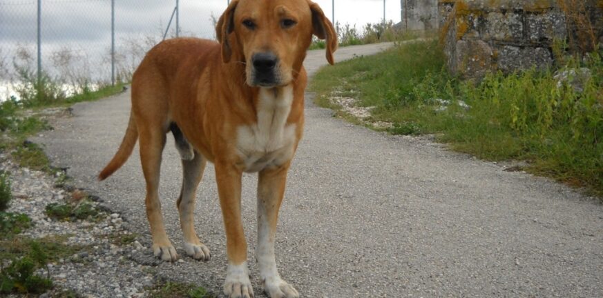 Αλεξανδρούπολη: Βαρύ πρόστιμο σε ιδιοκτήτη σκύλου που τον είχε χωρίς νερό μέσα σε ακαθαρσίες