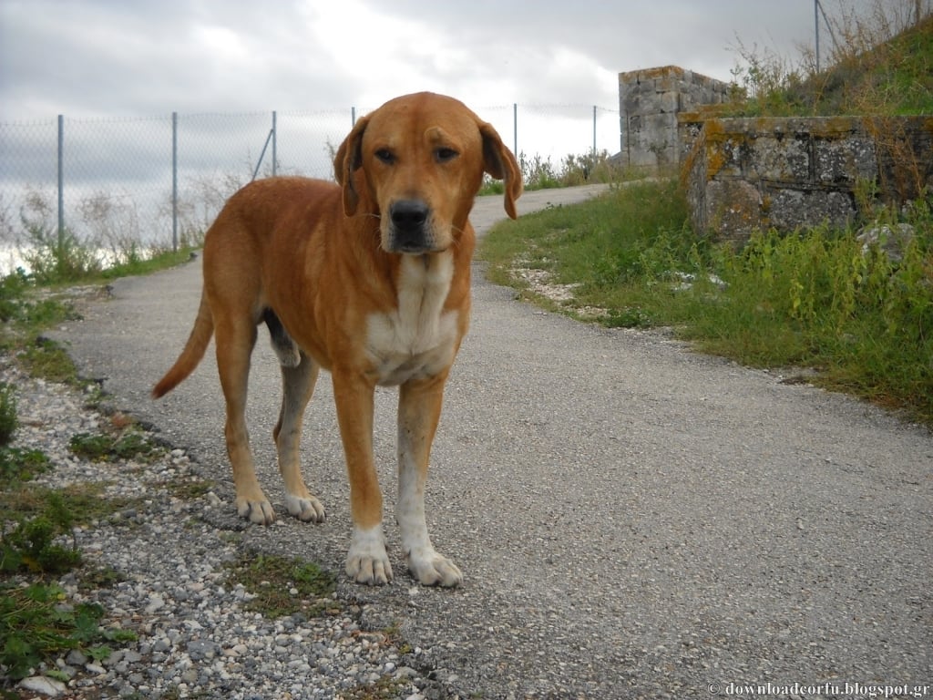 Heraklion: Priest asks people to shoot stray animals and animal lovers
 – 2024-03-15 00:46:13