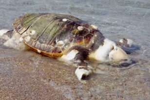  Ξεβράστηκε μια τεράστια χελώνα σε παραλία της Κρήτης - ΦΩΤΟ