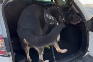 Θεσσαλονίκη: Σκύλος της ΕΛΑΣ ξετρύπωσε ναρκωτικά σε παιδικό κάθισμα αυτοκινήτου ΒΙΝΤΕΟ