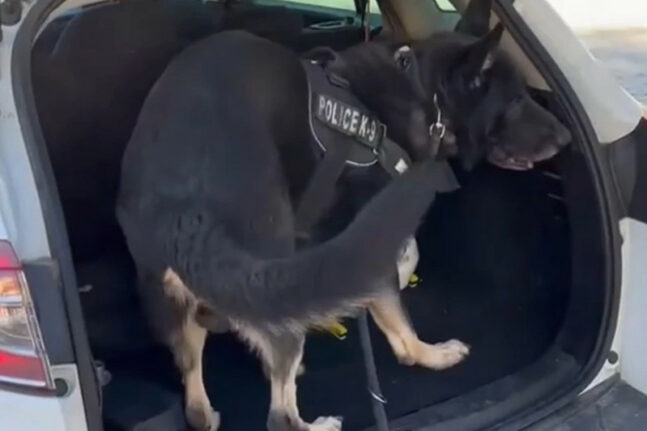 Θεσσαλονίκη: Σκύλος της ΕΛΑΣ ξετρύπωσε ναρκωτικά σε παιδικό κάθισμα αυτοκινήτου ΒΙΝΤΕΟ