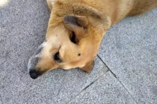 Σέρρες: Έσβησε το τσιγάρο του... πάνω στο κεφάλι αδέσποτου σκυλιού