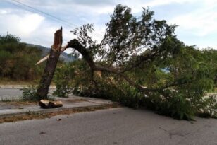 Ηράκλειο: Έπεσε δέντρο από τους ισχυρούς ανέμου - «Άγιο» είχε οδηγός αυτοκινήτου