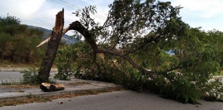 Ηράκλειο: Έπεσε δέντρο από τους ισχυρούς ανέμου - «Άγιο» είχε οδηγός αυτοκινήτου