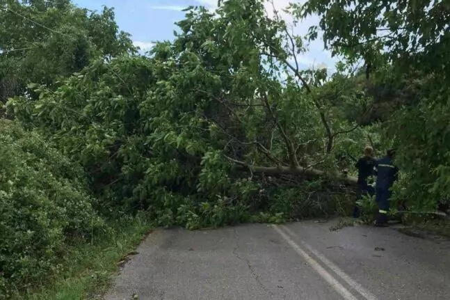 Δρέπανο: Έπεσαν δέντρα λόγω των θυελλωδών ανέμων στην περιοχή - Η ενημέρωση των κατοίκων