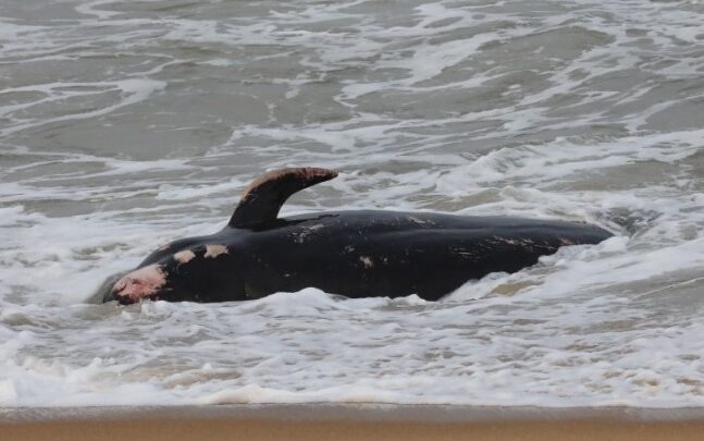 Νεκρές φάλαινες ξεβράστηκαν σε ακτές της Κύπρου - Τις συνδέουν με τους σεισμούς σε Τουρκία και Συρία