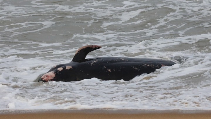 Νεκρές φάλαινες ξεβράστηκαν σε ακτές της Κύπρου - Τις συνδέουν με τους σεισμούς σε Τουρκία και Συρία