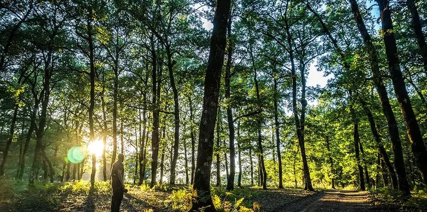 Δάσος Φολόης: Ένα μαγικό σκηνικό που αναδεικνύει τον φυσικό πλούτο της Πελοποννήσου - ΦΩΤΟ