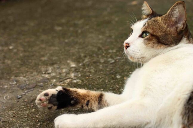 Βόλος: Σε δίκη ιδιοκτήτης σπιτιού που έβαλε φάκες και τραυματίστηκε γάτα