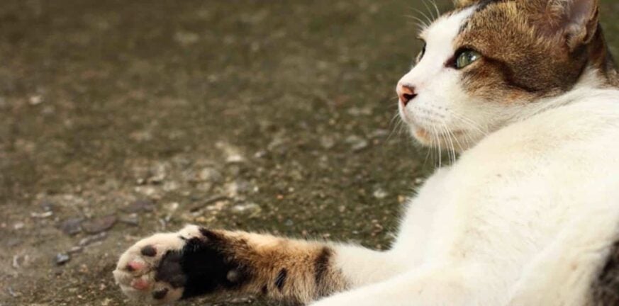 Θεσσαλονίκη: Πρόστιμο 5.000 ευρώ για κλωτσιά σε αδέσποτη γάτα - Στον εισαγγελέα ο δράστης