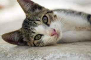 Αιδηψός: Ηλικιωμένη βρήκε νεκρές γάτες στην αυλή της - ΦΩΤΟ