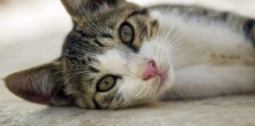 Αιδηψός: Ηλικιωμένη βρήκε νεκρές γάτες στην αυλή της - ΦΩΤΟ