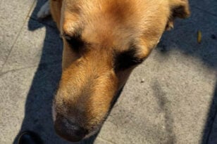 Ροδόπολη Σερρών: Ανεγκέφαλος έσβησε τσιγάρο στο κεφάλι αδέσποτης σκυλίτσας ΦΩΤΟ