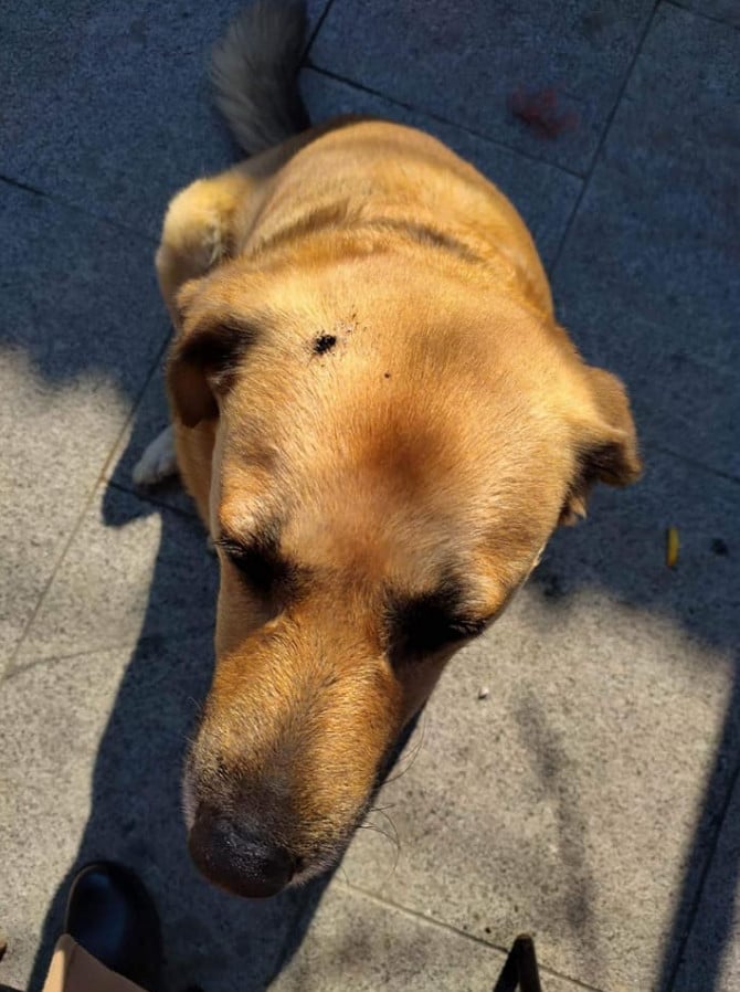 Ροδόπολη Σερρών: Ανεγκέφαλος έσβησε τσιγάρο στο κεφάλι αδέσποτης σκυλίτσας ΦΩΤΟ