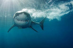 Τεμάχισαν καρχαρία που ανήκε σε προστατευόμενο είδος