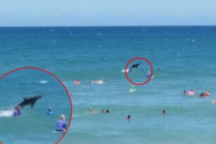 Αυστραλία: Καρχαρίας επιτίθεται σε λουόμενο και τον σκοτώνει λίγα μόλις μέτρα από την παραλία - ΒΙΝΤΕΟ