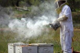 Πάτρα: Μηχανοκίνητη πορεία από τους μελισσοκόμους- Τι διεκδικούν
