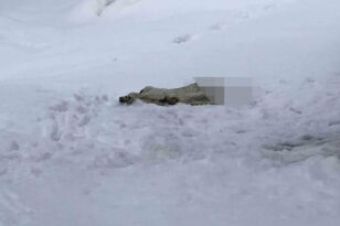 Βόλος: Εισαγγελική παρέμβαση για τον σκύλο που βρέθηκε αποκεφαλισμένος στο χιόνι