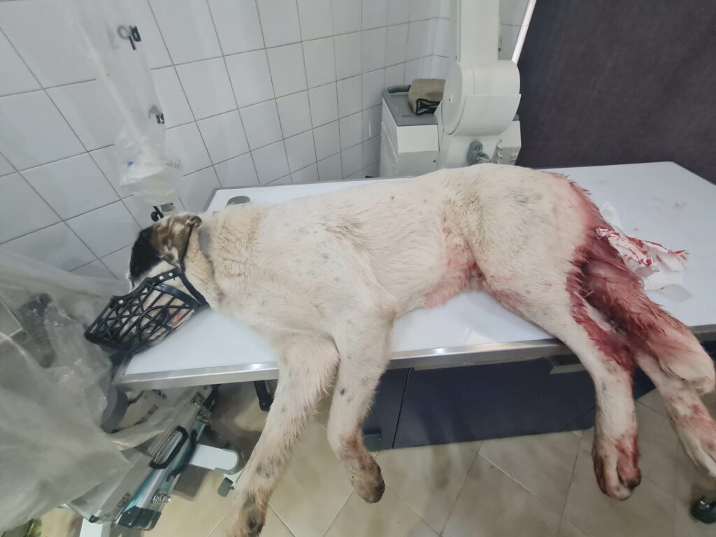 Πάτρα: Πυροβόλησε εξ΄επαφής αδέσποτο σκύλο - Σκληρές εικόνες