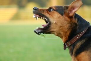 Σκυλιά κατασπάραξαν 68χρονη στα Άνω Λιόσια