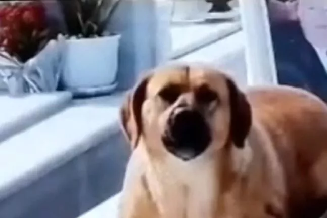 Ζάκυνθος: Ελβετός πυροβόλησε και σκότωσε σκύλο μετά από καυγά με τον ιδιοκτήτη του