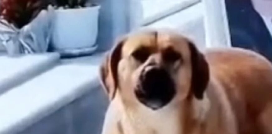 Κρήτη: Αστείρευτη η αγάπη των σκύλων - Κατοικίδιο κάθεται στο μνήμα και κλαίει για το αφεντικό του