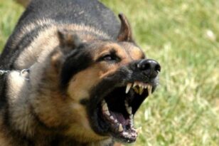 Πάτρα - Αγιος Βασίλειος: Σκυλιά «κατασπάραξαν» διανομέα - Έσπευσε ασθενοφόρο στο σημείο