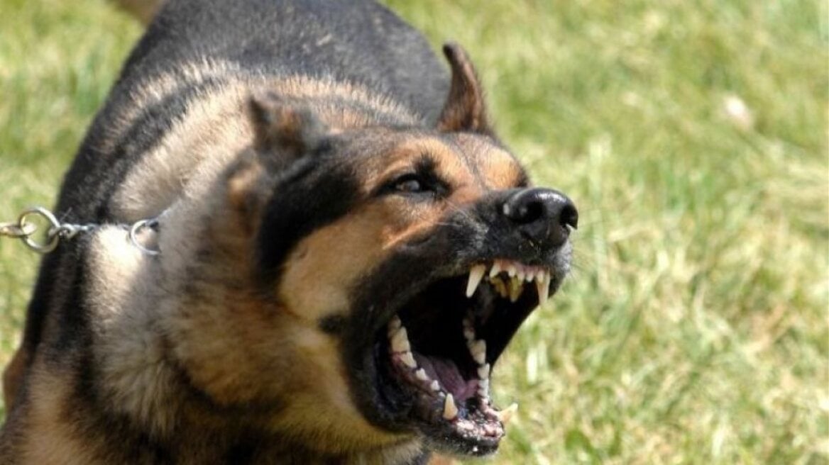 Alonissos: Ferocious dog attack on a 33-year-old – The young man is in surgery
 – 2024-03-08 09:58:32