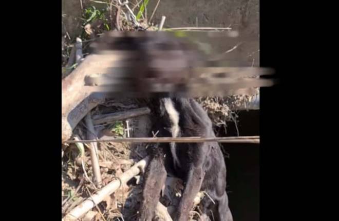 Ασυνείδητοι κρέμασαν... σκύλο σε γέφυρα - Αποτρόπαιο το θέαμα ΦΩΤΟ - ΒΙΝΤΕΟ