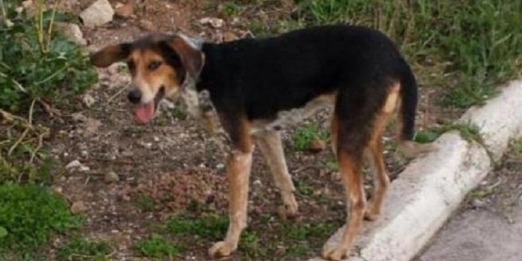 Σκότωσε αδέσποτο σκύλο γιατί «έτρωγε τις κότες του» - Αντιμέτωπος με πρόστιμο 30.000 ευρώ