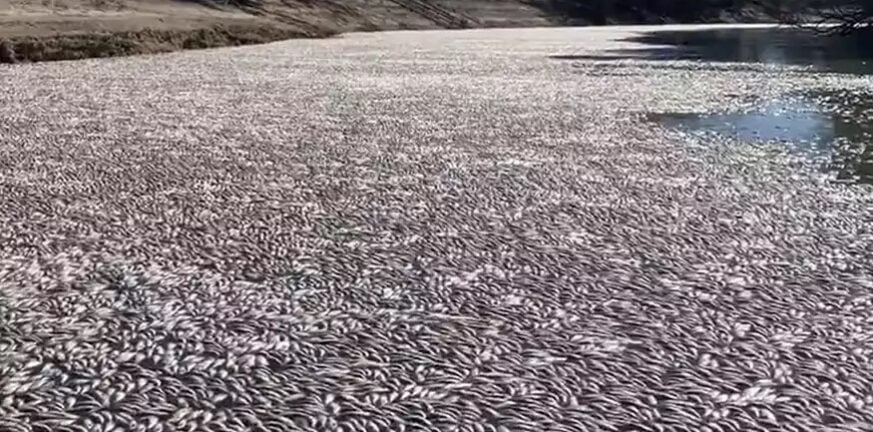 Ανησυχία στην Αυστραλία: Εκατομμύρια νεκρά ψάρια γέμισαν ποταμό