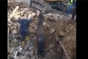 Τουρκία: Άλογο ανασύρθηκε ζωντανό μετά από 21 ημέρες κάτω από τα ερείπια κτιρίου - BINTEO