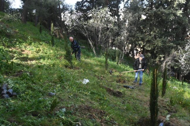 Πάτρα: Αναδάσωση 800 δενδρων στο Δασύλλιο από εργαζόμενους του Δήμου - ΦΩΤΟ