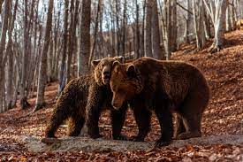 Αρκτούρος: Ξύπνησαν οι αρκούδες στο Νυμφαίο και ξεκίνησαν τις βόλτες