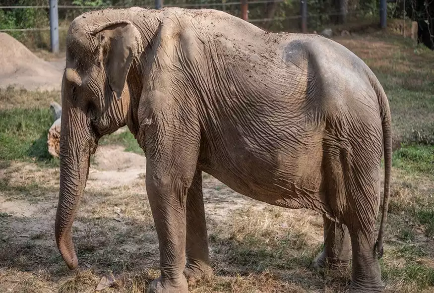 Ταϊλάνδη: Μη αναστρέψιμη σωματική βλάβη στους ελέφαντες που κουβαλούν τουρίστες - ΦΩΤΟ