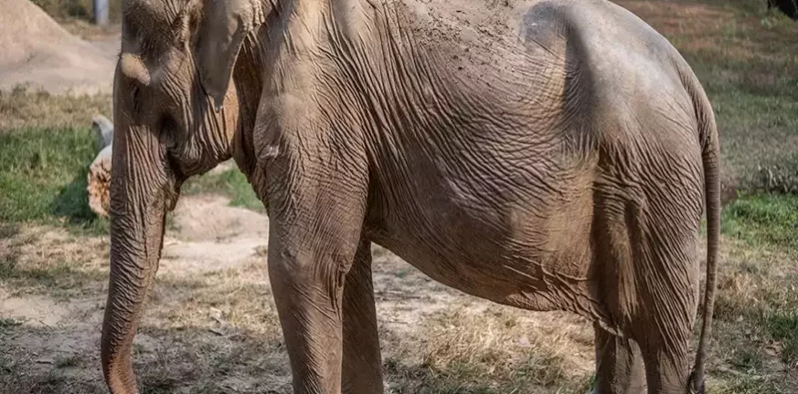 Ταϊλάνδη: Μη αναστρέψιμη σωματική βλάβη στους ελέφαντες που κουβαλούν τουρίστες - ΦΩΤΟ