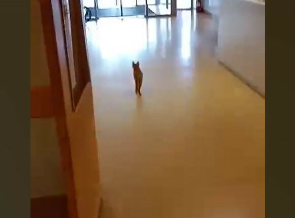 Πάτρα: Γάτες κάνουν βόλτες στα... εξωτερικά ιατρεία του Νοσοκομείου «Άγιος Ανδρέας»!