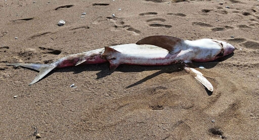 Κρήτη: Καρχαρίας ξεβράστηκε νεκρός στη θαλάσσια περιοχή της Κισάμου