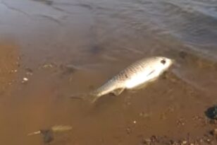 Λίμνη Κερκίνη: Εκατοντάδες νεκρά ψάρια - «Δεν έχει παρατηρηθεί ξανά τόσο μεγάλος αριθμός» ΒΙΝΤΕΟ