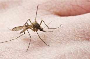 «Ξου ξου»: Έλληνας έφτιαξε εφαρμογή που διώχνει τα… κουνούπια